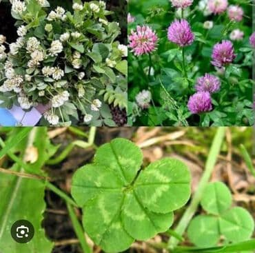 gül toxumları satışı: Gulu yonca 3 rengli və bir rengli danimarka sortu revendel catirilma — 1