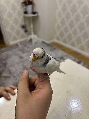 Heyvanlar üçün mallar: Məhsul: Budaqlı dalğalı tutuquşu (budgerigar, “xanımcıq”) Təsvir: - — 1