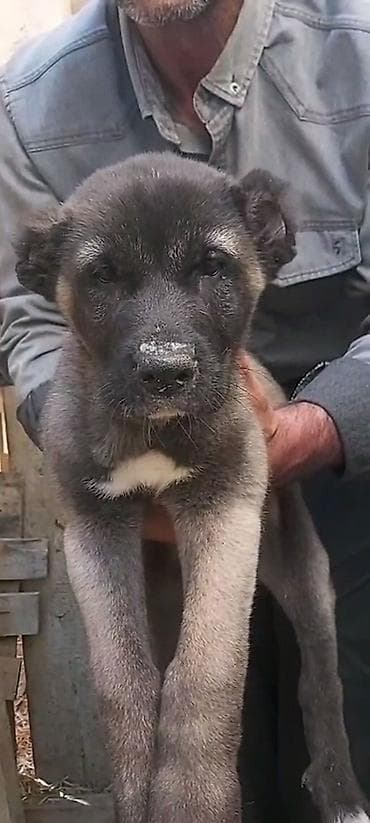 heyvanlar: Kanqal, 2 ay, Erkek, Peyvəndli, Rayonlara çatdırılma, Ünvandan götürmə, Ödənişli çatdırılma — 8