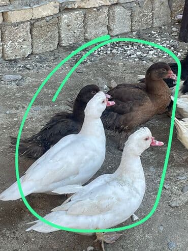 Erkək, | Lal ördək, Damazlıq, Ünvandan götürmə, Ödənişli çatdırılma