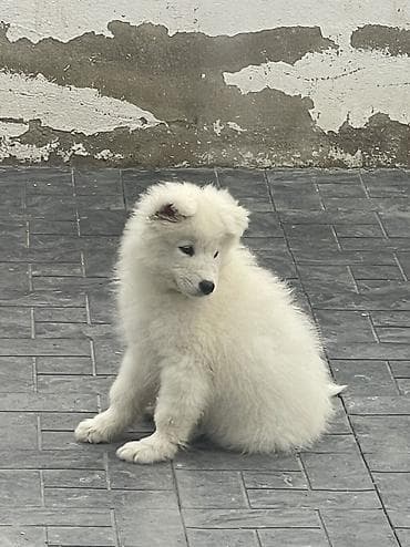 Samoyed, 2 ay, Pulsuz çatdırılma — 8
