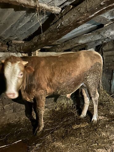 cins inekler: Самец, лет: 1, 100110 кг, Для разведения, Самовывоз — 29