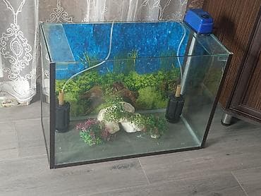 ev toyuqları: Dördbucaq akvarium, Boş, 100 l — 5