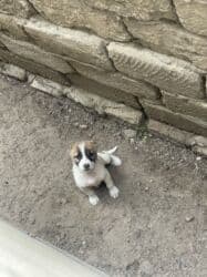 it bazari 2020: 1 ay, Erkek, Peyvəndli, Ünvandan götürmə — 2