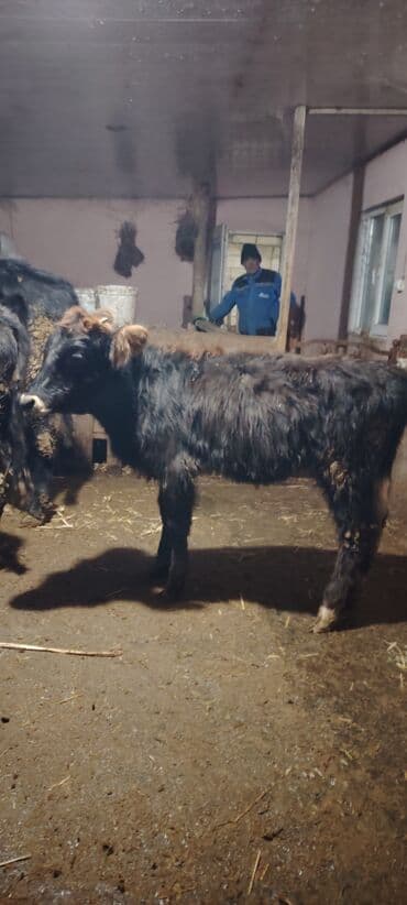 домики для кошек баку: Super dana — 5