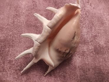 Digər ev dekoru: Dekorativ dəniz ilbiz qabığı – “Venus Comb Murex” üslubunda - — 3