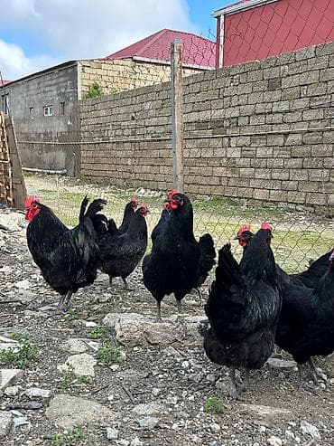 göyerçin damı: Salam avstroloq mayalı yumurtası sifariş qəbul olunur ünvan Binə — 3