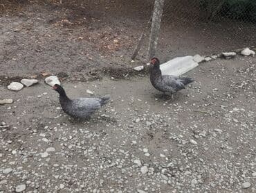 Dişi, | Lal ördək, Macar, Damazlıq, Ünvandan götürmə, Pulsuz çatdırılma, Ödənişli çatdırılma