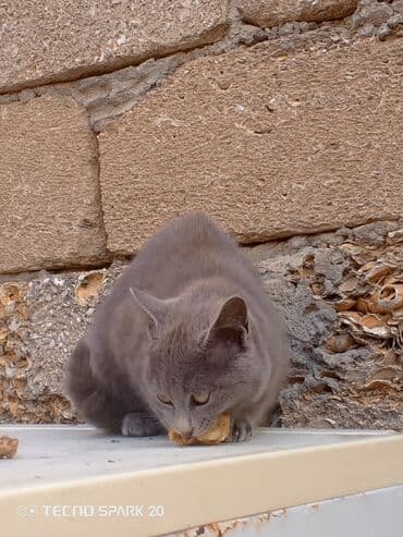 британская голубая кошка: Самка, В добрые руки, Самовывоз — 4