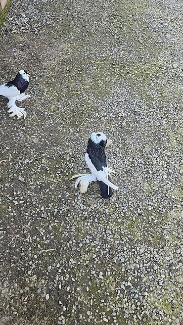 qafqaz çoban iti: Pomerian dutular hazır cütdü hal hazirda yumurta üsdündə oturullar hər — 5