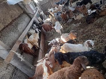 jersey cinsi: Qoyun-keçi sürüsü satılır 67 heyvandi 5 quzu 7 ana keci 7 side — 4