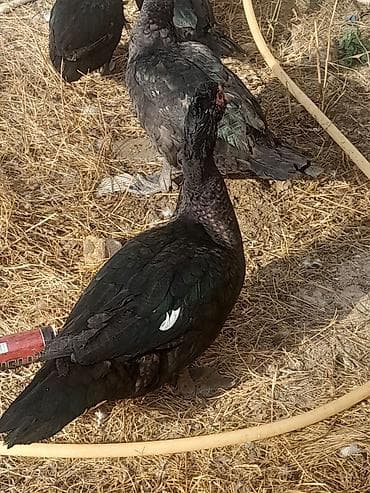 Inəklər, öküzlər: Muscovy ördəkləri (Indoutka) – qara parıltılı lələklər, ağ qanad — 4