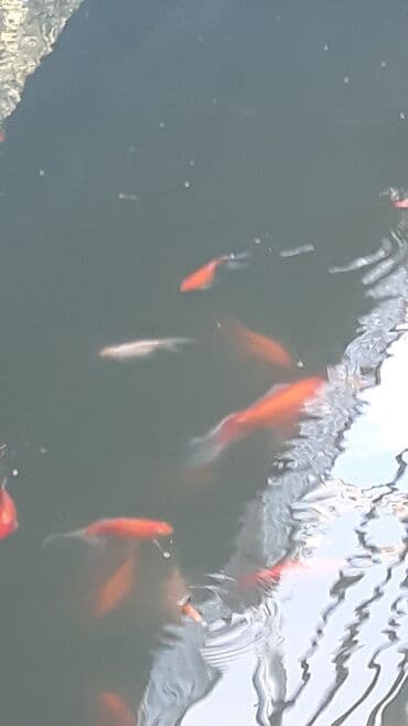 nemo baligi: Yapon qizil baliqlari — 3