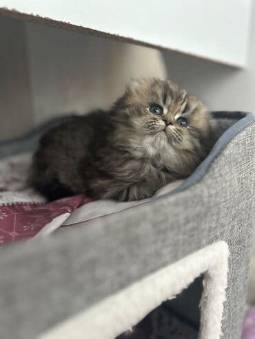 Amerikan Shorthair, Erkək, Dişi, Yaxşı əllərə, Ünvandan götürmə, Pulsuz çatdırılma, Ödənişli çatdırılma lalafo.az -da Amerikan Shorthair, Erkək, Dişi, Yaxşı əllərə, Ünvandan götürmə, Pulsuz çatdırılma, Ödənişli çatdırılma