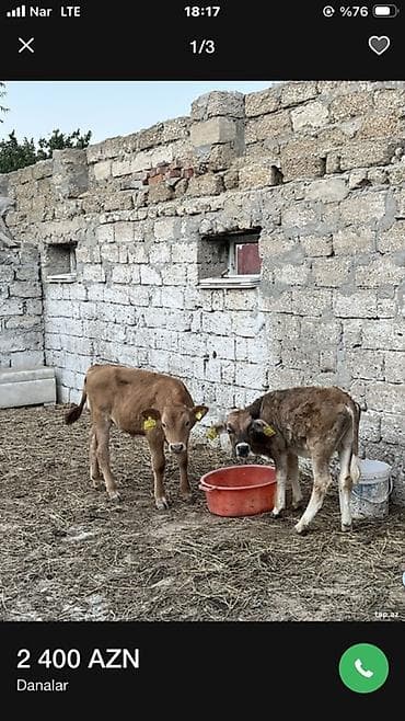 Danalar Rus danalarıdı Sakit Həlim Heyvanlardı. 3 ayı keçiblər Əla — 2