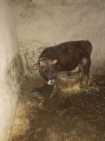 heyvan bazari keci: 6 aylqdi riyalı alci zengin vursun hevan celilabada 1470 deylir — 4