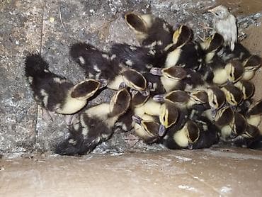 dele satisi: Muscovy ördək bala satışı tam sağlam lal ördek balasi .ana altından — 1
