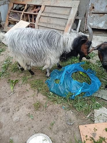 sud veren keci: Dişi, il: 4, 20 kq, Südlük, Ünvandan götürmə — 2