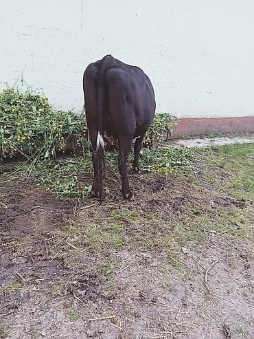 inək satşı: Südünə gəlmiş inək buzovu ilə birlikdə. hevan 3 memedi 4200 deylir — 10