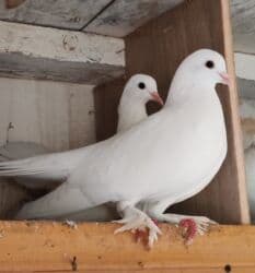 xacmaz heyvan bazari: Sadə göyərçinlər satılır biri 10 AZN — 1