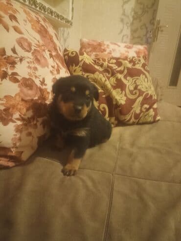 rottweiler itleri satisi: Rotveyler, Pulsuz çatdırılma — 10