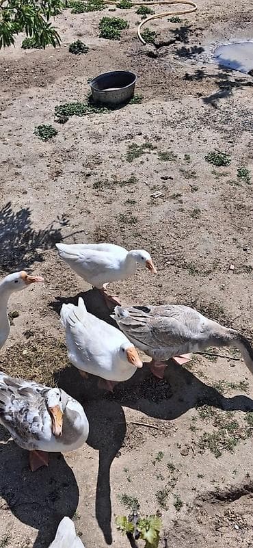 5 dene erkey qazdi alverci deyilem oz heyetmin heyvanidi