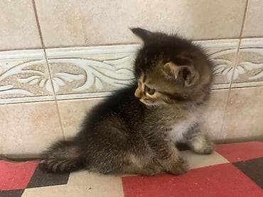 rakun: Tabbi, Yaxşı əllərə — 7