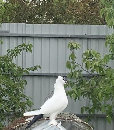 kanada sortu hinduska: Manax sortudu. Mayadı.
Şirvan — 3