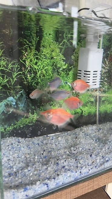 Heyvanlar: Salam! Sağlam və aktiv GloFish tetra balıqlarımı satıram. Rəngləri — 6