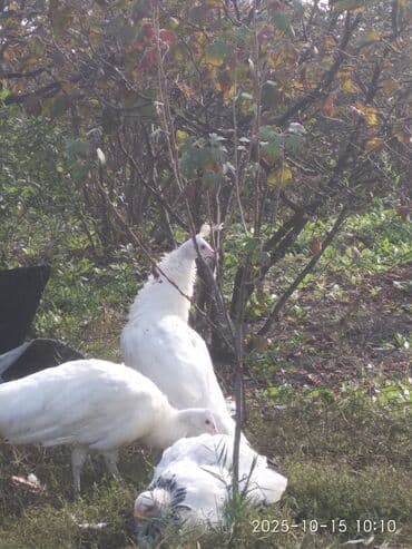 cins ineklerin qiymeti: Salam aleykum. Satışda bir cüt ağ, bir dənə qaraqanad dərəsi var — 6