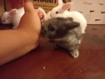 dovşan yuvasi: Ev dovşanı balaları - Cins: dekorativ ev dovşanları (ağ, boz-ağ — 5