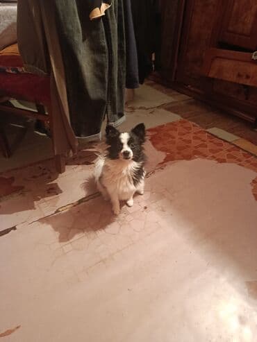 собака отдам в хорошие руки: 8 ay, Dişi, Peyvəndli, Ünvandan götürmə — 3