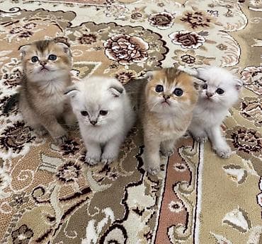 şir balası: Şotland — 4