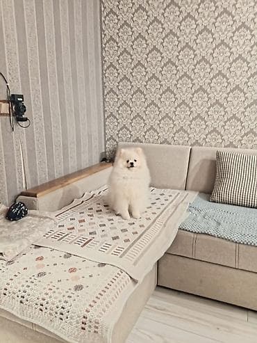 az.siberian: Şpitz, 8 ay, Erkək, Cütləşmə üçün, Ünvandan götürmə — 6