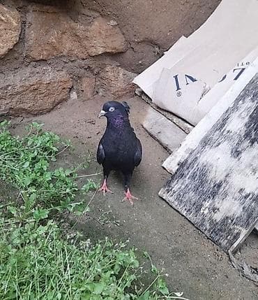 goyərcin: Tutulma erkey 12 tuk — 3