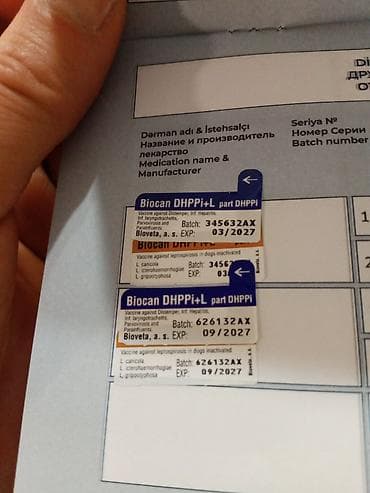 kicik itlər: Şpitz, 4 ay, Dişi, Peyvəndli, Ünvandan götürmə — 9