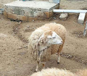 goyercinler satisi: Dişi toğlu satilir 10 ayliqdi.Tam sağlamdi.Boğaz olub olmamağini — 2