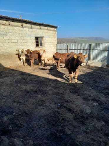 Məhsul: Dana və buzovlar (qarışıq rənglər) Təsvir: - Həyət şəraitində