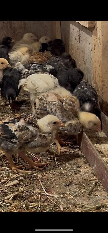 kanada sortu hinduşka: Toyuq cücələri, Ətlik, Ödənişli çatdırılma — 1