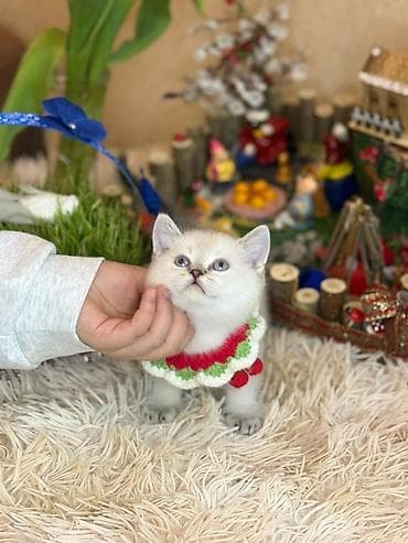 pisik sahiplendirme: Britan, Dişi, Yaxşı əllərə, Ödənişli çatdırılma — 5