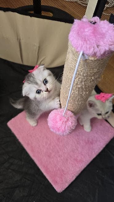 Кошки: Шиншилла, В добрые руки, Самовывоз — 1