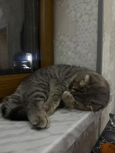 lalafo pişik satışı: Şotland, Dişi, Cütləşmə üçün — 2