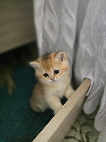 munchkin pişik: Şotland — 3