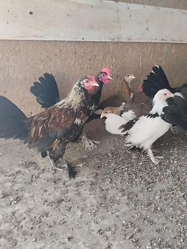 cins ineklerin satisi 2018: Toyuq, Damazlıq — 5