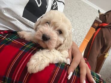мальтипу баку: Пудель, 2 месяца, Самец, С прививками, Самовывоз — 1