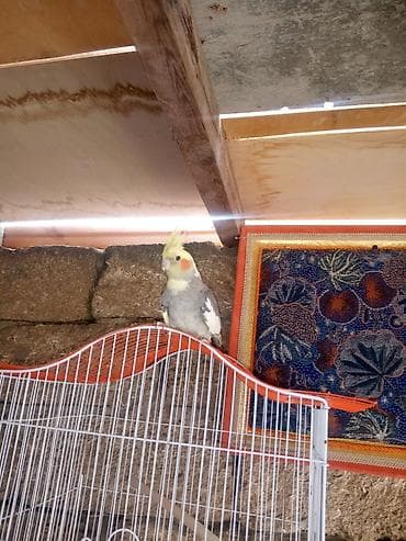 Kokatiel quşu ev heyvanı kimi saxlamaq üçün ideal bir seçimdir. Bu