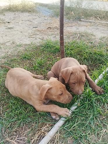 İtlər: Pitbul, 2 ay, Erkek — 4