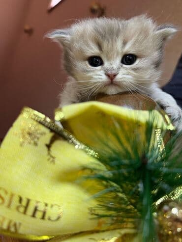 домик для кошек: 50 ile 250 arasi cins saf qan saqlam pisiklerimiz var sekilde olmayan — 1