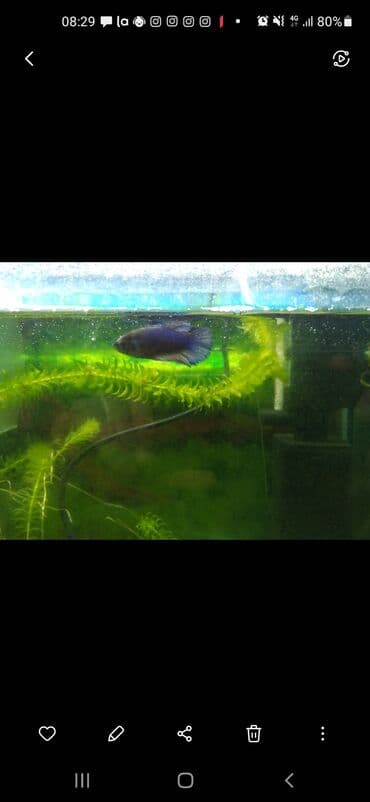 it qovan aparat: Betta (Petuşok balığı), Pulsuz çatdırılma — 1