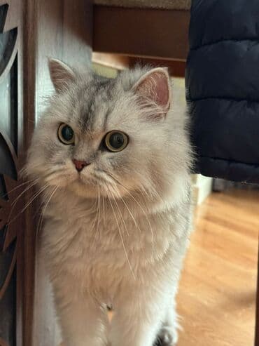 maraqli pişik adları: Şotland, Dişi — 2